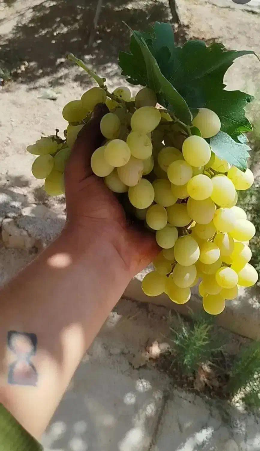 لعل مسگه|خوردنی و آشامیدنی|بجنورد, |دیوار