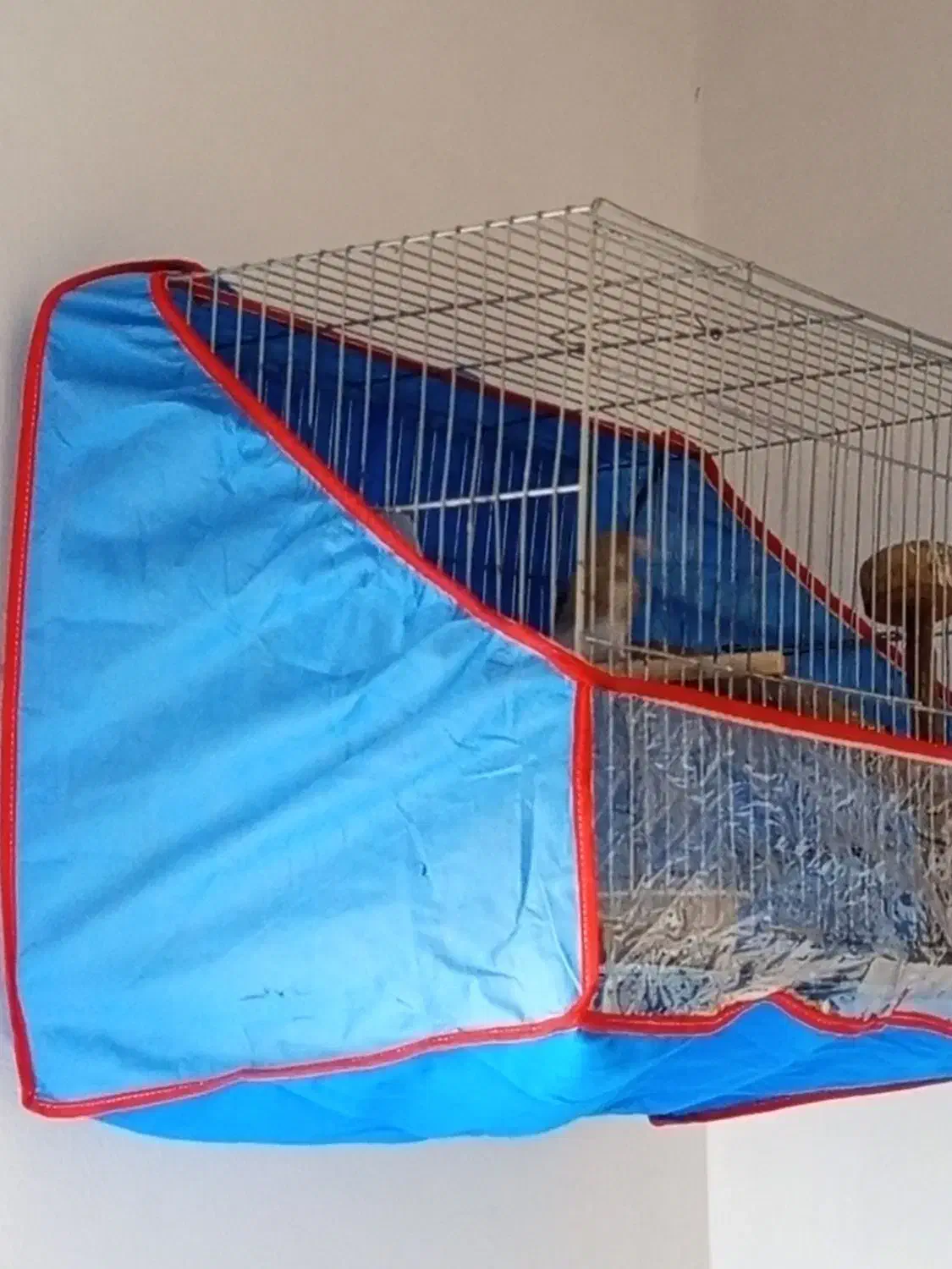 قناری بخون بخون|پرنده|کرمان, |دیوار