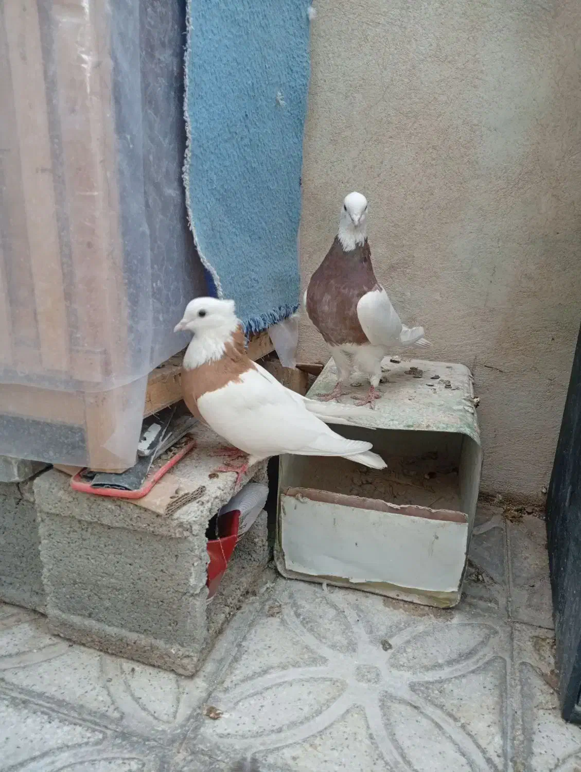 طوقی|پرنده|شیراز, فرودگاه شهید دستغیب شیراز|دیوار