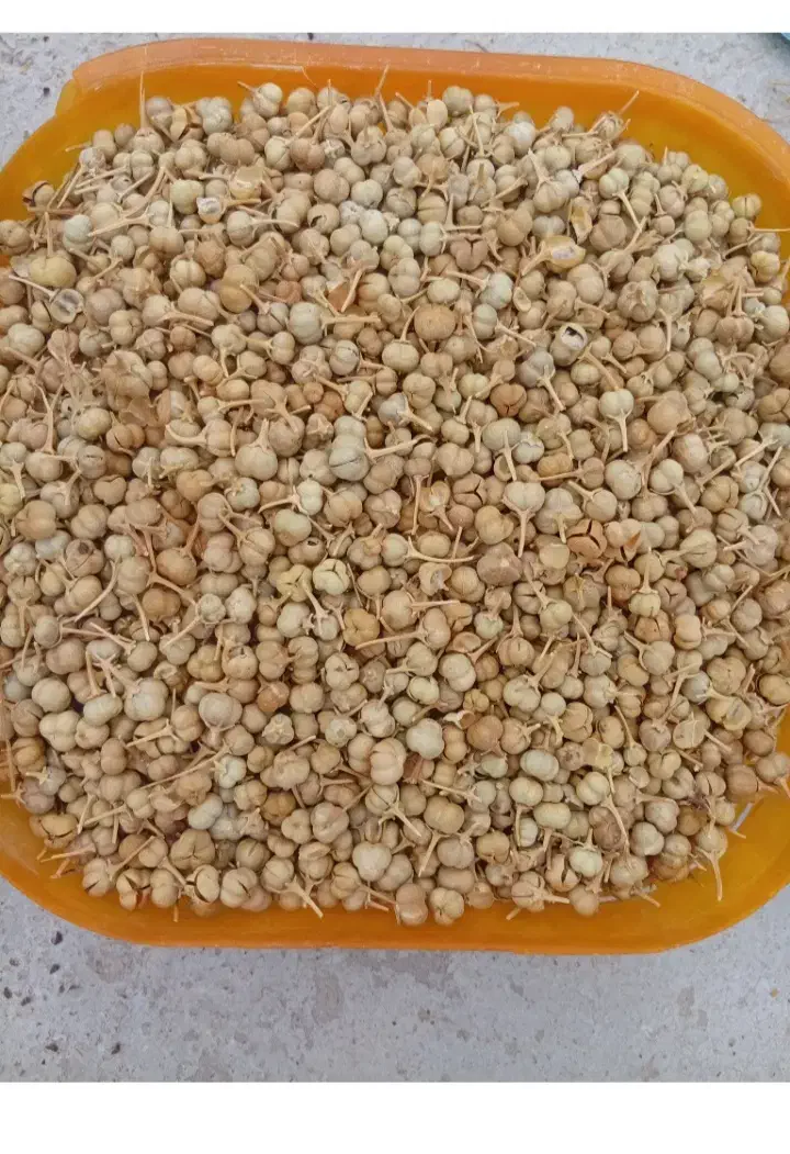 اسپند|صنایع دستی و سایر لوازم تزئینی|فسا, |دیوار