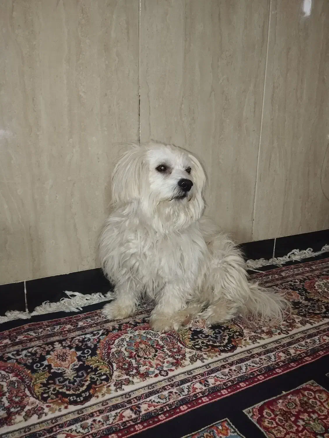 سگ خانگی|سگ|نورآباد, |دیوار