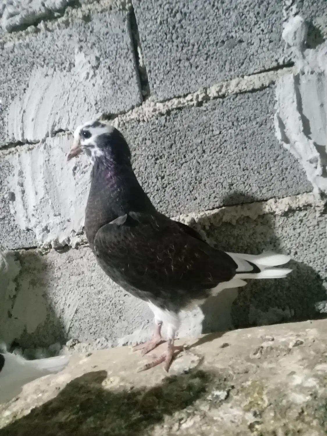 کبوتر پریده معاوزه با خروس لاری|پرنده|طبقده, |دیوار