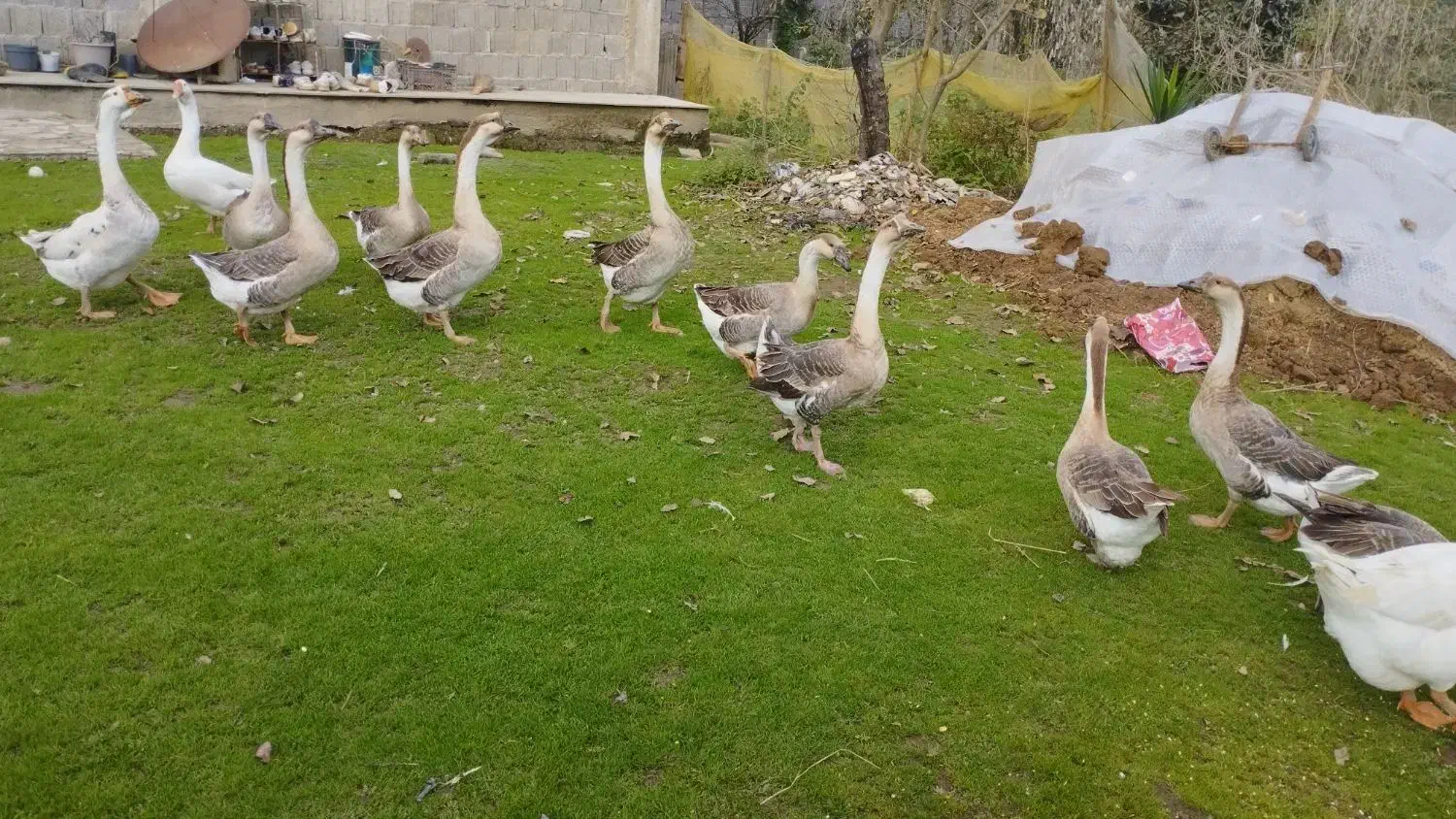 قو غاز سالم نر۱۴۰۰.    ماده ۱۳۰۰خودتون انتخاب کنید|حیوانات مزرعه|فومن, |دیوار