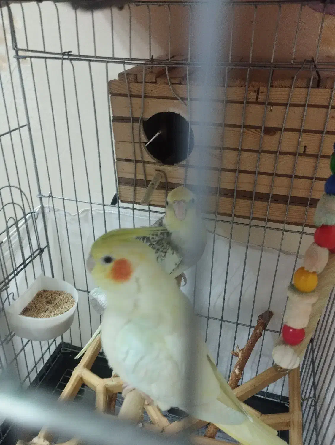 عروس هلندی|پرنده|محمدشهر, شهرک پیام (مهرالبرز)|دیوار