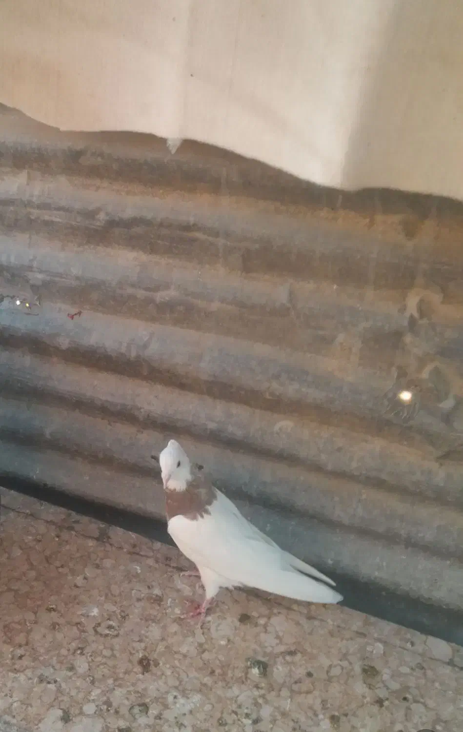 طوقی شازده نر|پرنده|شیراز, مسلم|دیوار