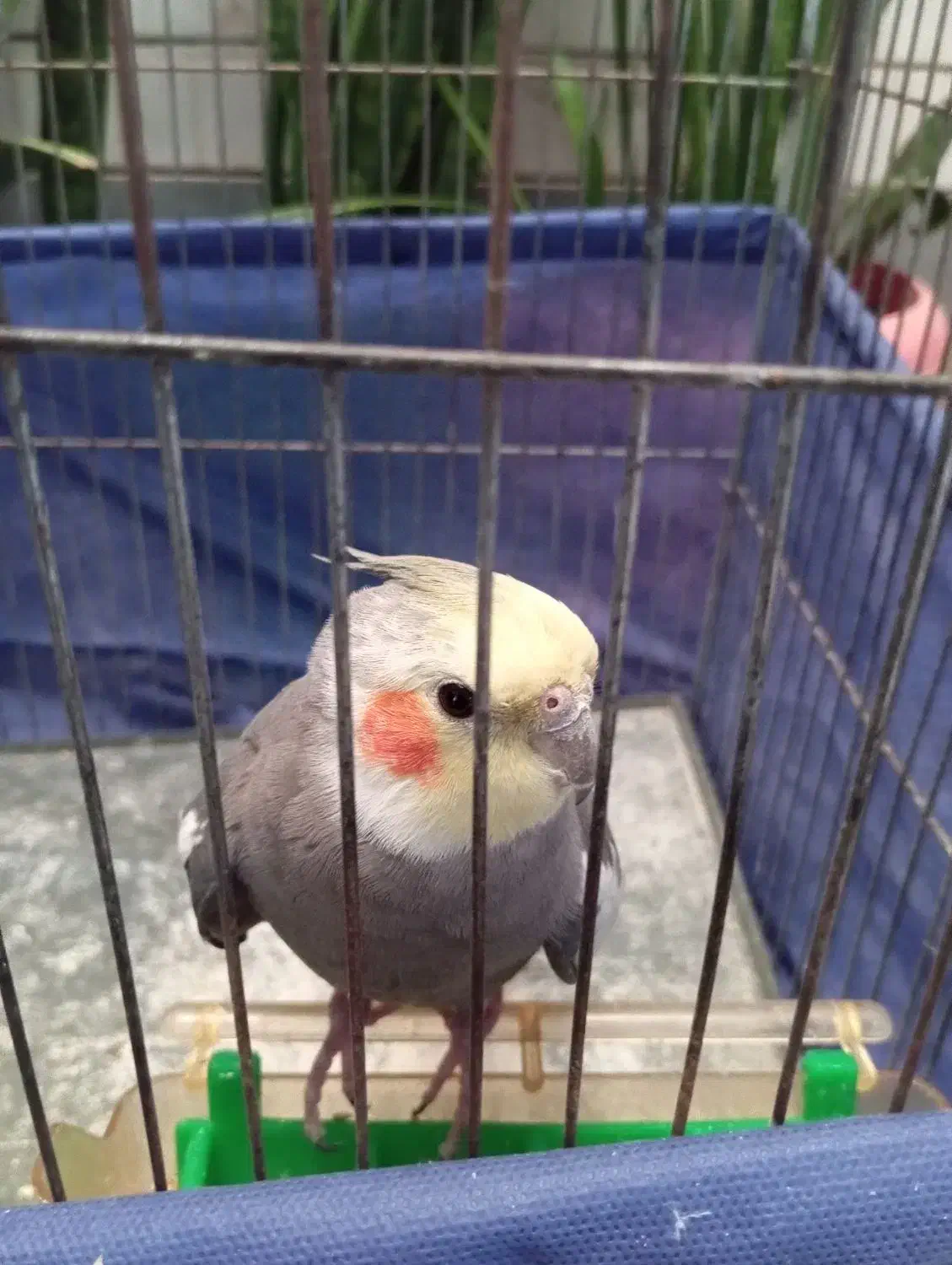 عروس هلندی|پرنده|تربتحیدریه, شهرک ولیعصر|دیوار