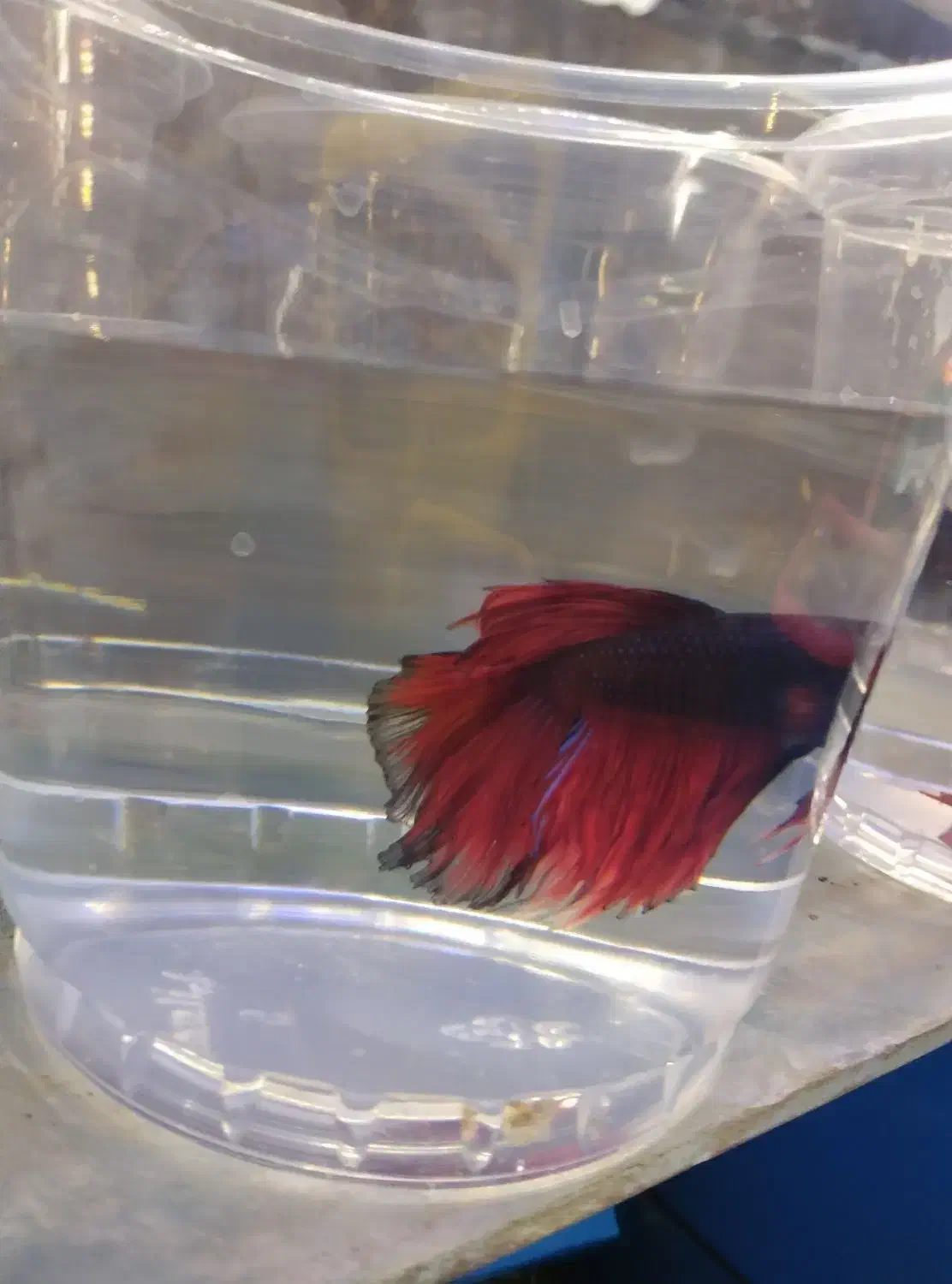 فایتر مولد|ماهی|مشهد, سعد آباد|دیوار