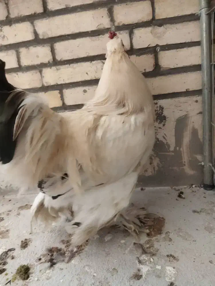 خروس برهما|حیوانات مزرعه|اردکان, |دیوار