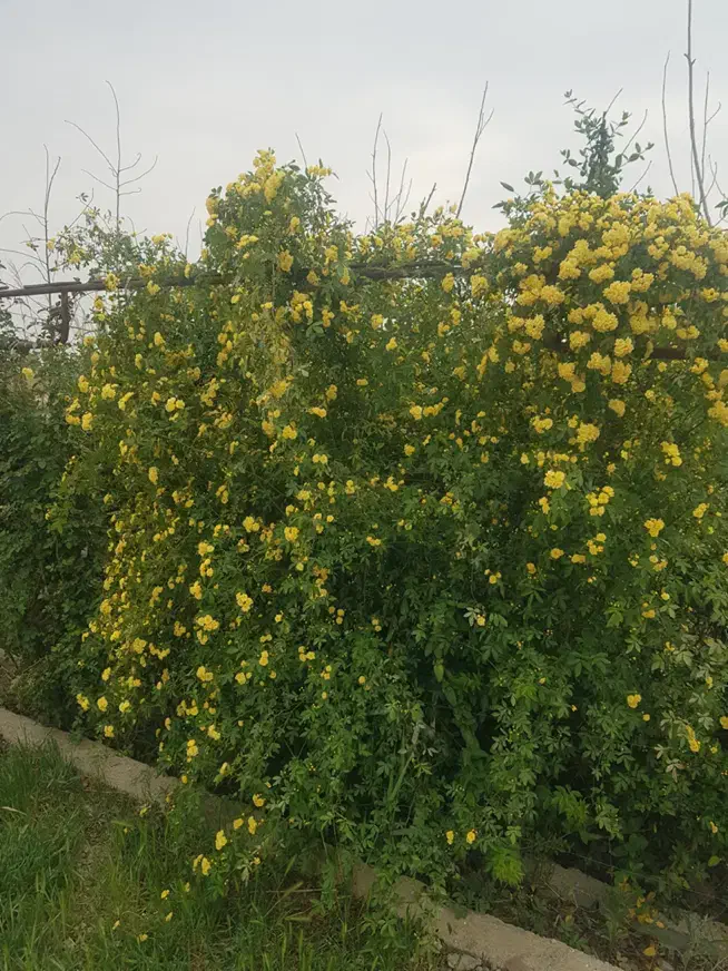 باغ فنس شده همراه استخر و بنا ترشنبه|فروش زمین و ملک کلنگی|اسلامشهر, ترشنبه|دیوار