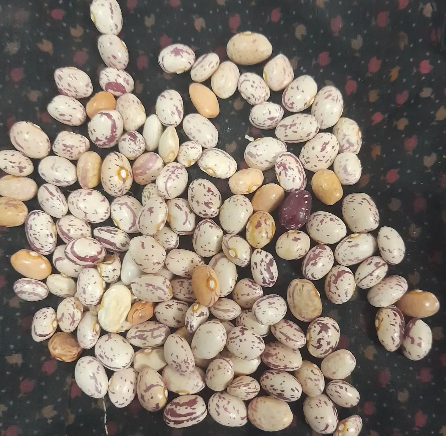 خشکبار|خوردنی و آشامیدنی|اردکان, |دیوار