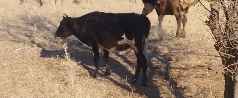 گاو محلی|حیوانات مزرعه|خاو و میرآباد, |دیوار