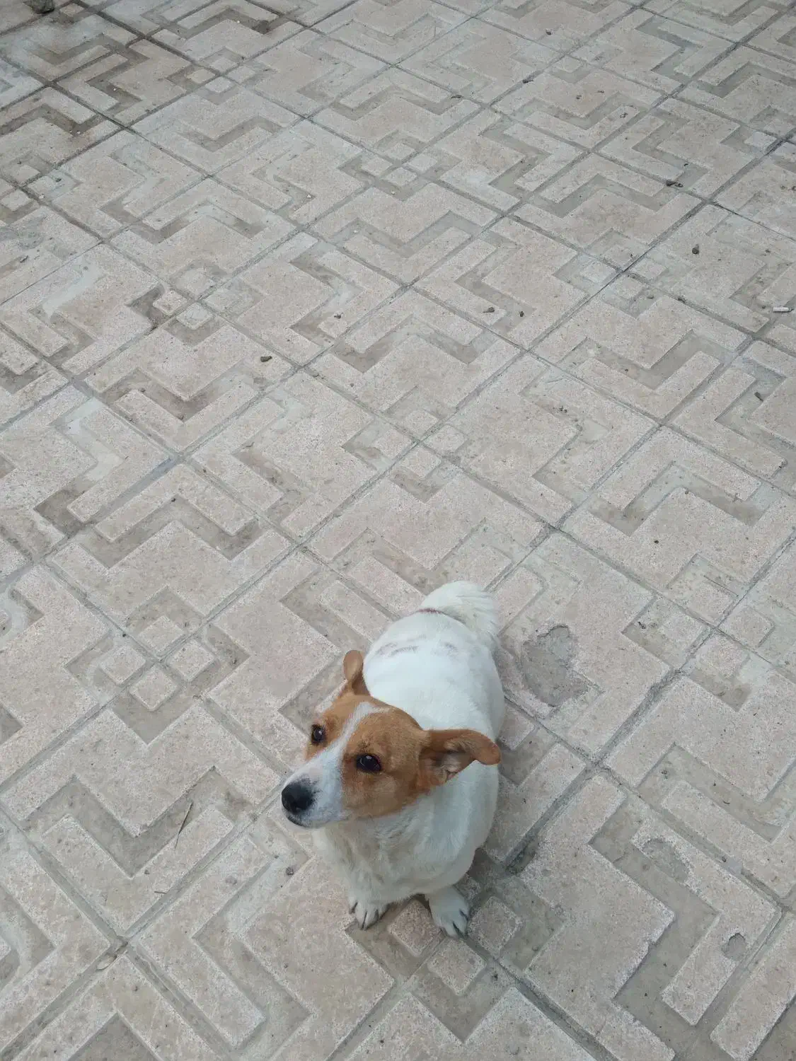 پاکوتا روباهی دوساله بسیار تیز و بازیگوش|سگ|مراغه, |دیوار