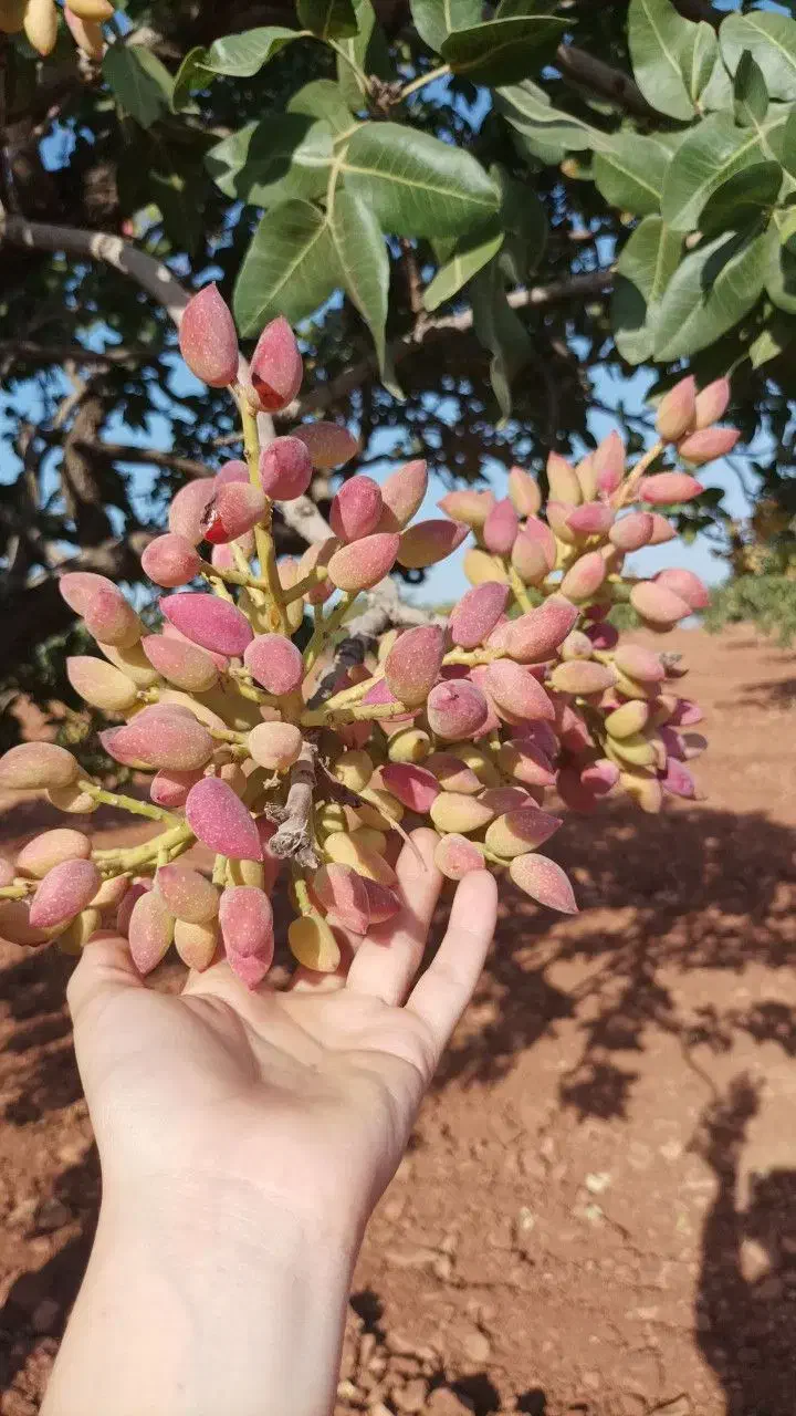 نهالستان عمده و خرده|خدمات باغبانی و درختکاری|سنندج, |دیوار