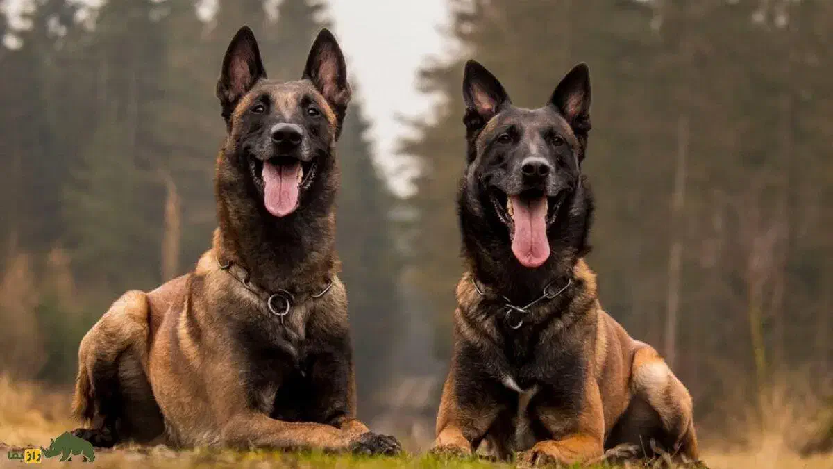 سگ مالینیوز پیدا شده|سگ|سمیرم, |دیوار