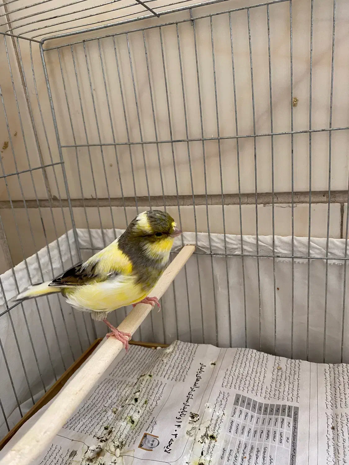 قناری گلستر|پرنده|تهران, دکتر هوشیار|دیوار