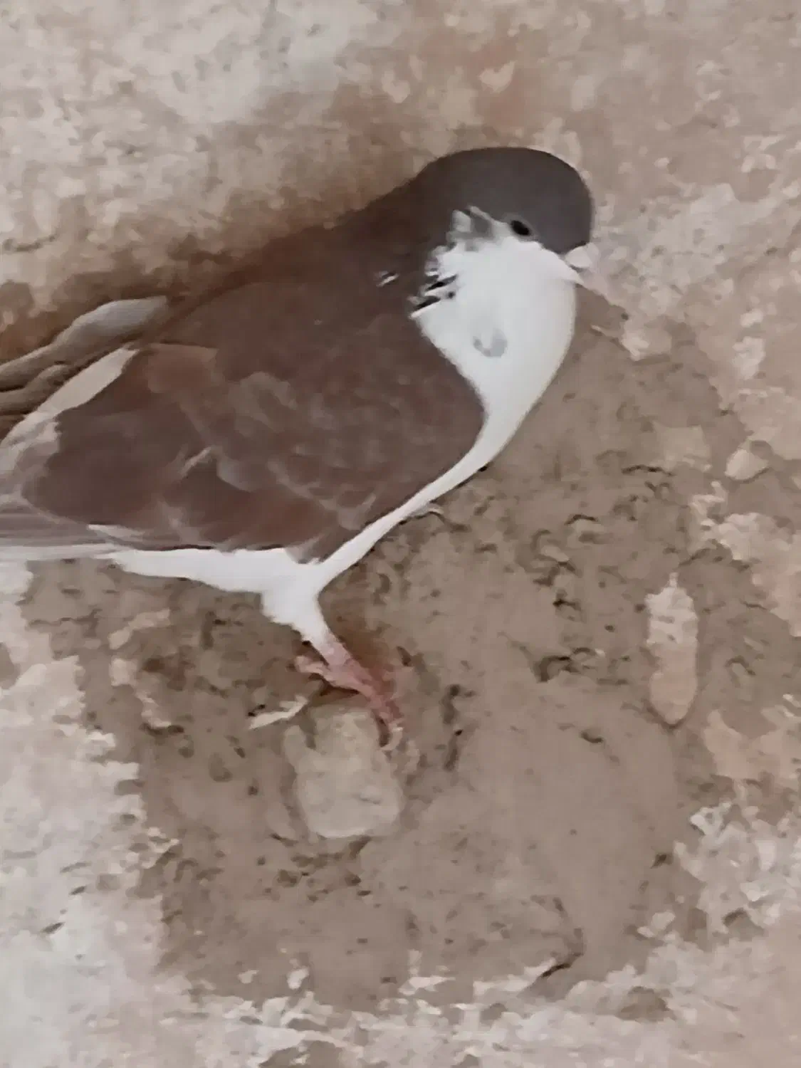 ۲عدد کفتر گرفتنی پرشی|پرنده|سبزوار, فرهنگیان|دیوار