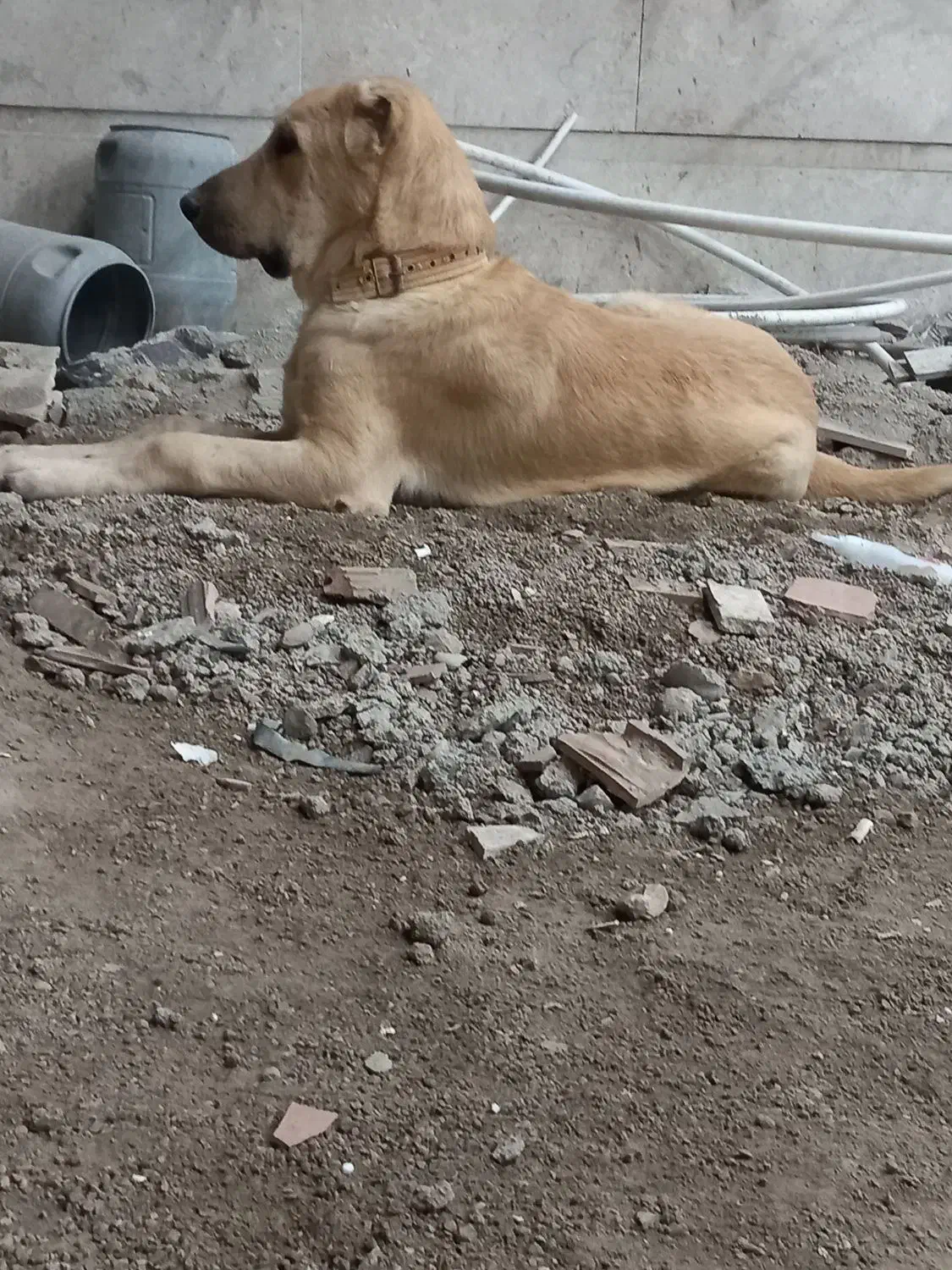 آلابای ۷ماهه شجره دار فروشی ۹ میلیون قیمت|سگ|گنبد کاووس, |دیوار