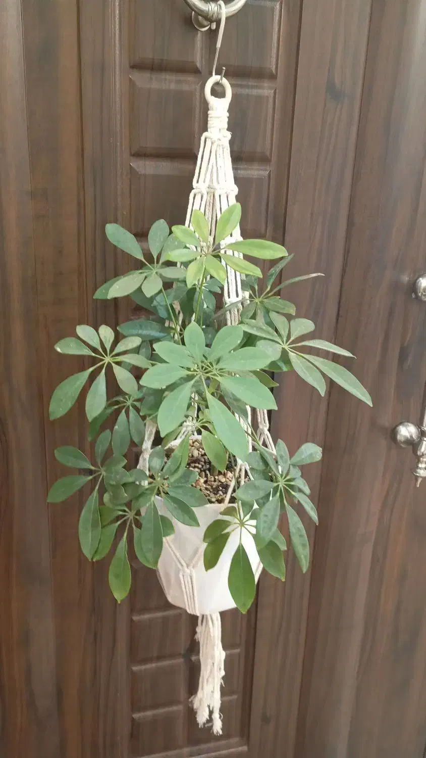 اویز و شلف مکرومه|صنایع دستی و سایر لوازم تزئینی|میانه, |دیوار