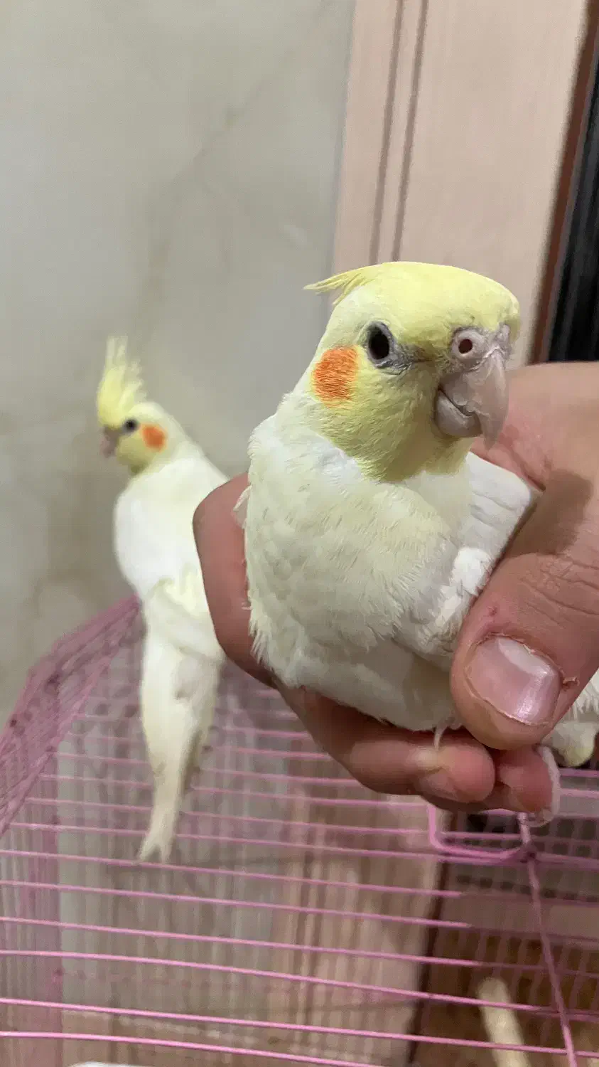 عروس هلندی ۲ماه ۱۵روزه|پرنده|مهران (ایلام), |دیوار