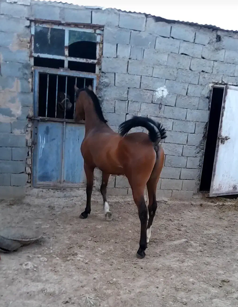 کره نریان شجره دار|اسب و تجهیزات اسبسواری|فارسان, |دیوار