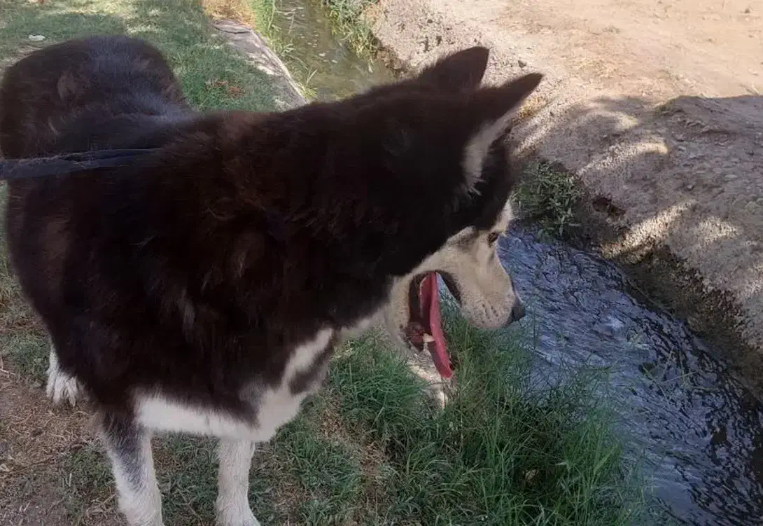 سگ هاسکی مالاموت|سگ|پاکدشت, پاکدشت (مامازند)|دیوار