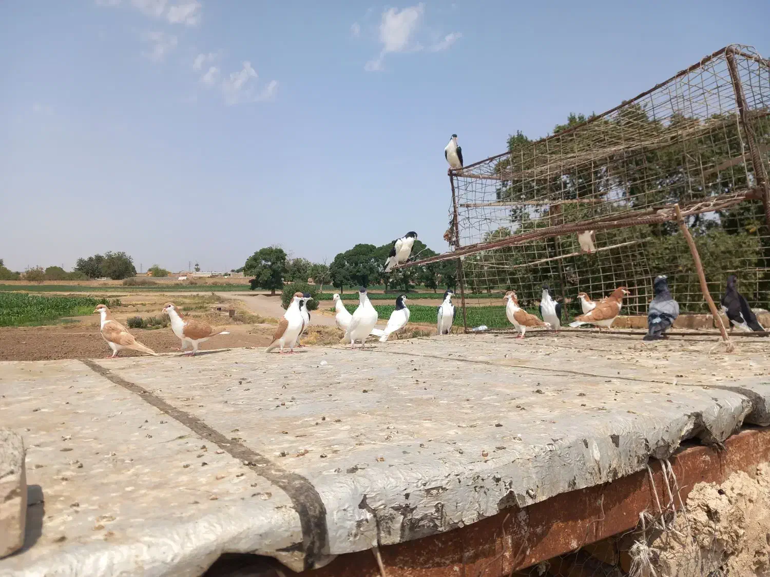 کبوتر پرنده سیاپوش|پرنده|بشاریات, |دیوار