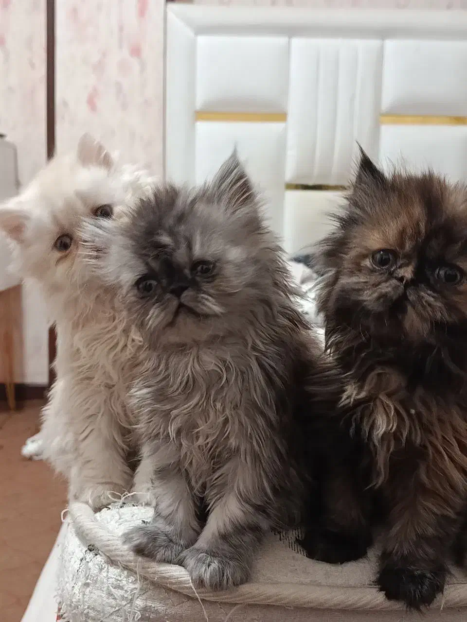 واگذاری گربه پرشین چین چیلا|گربه|اصفهان, خانه اصفهان|دیوار