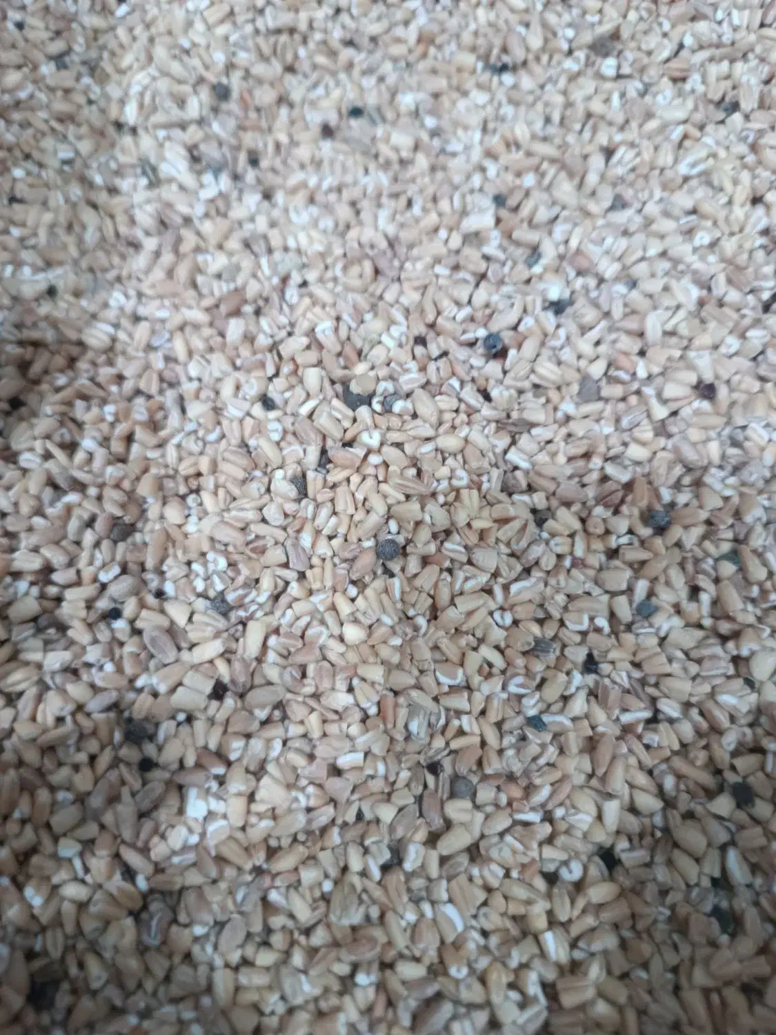 گندم شکسته|خوردنی و آشامیدنی|بندر ماهشهر, |دیوار