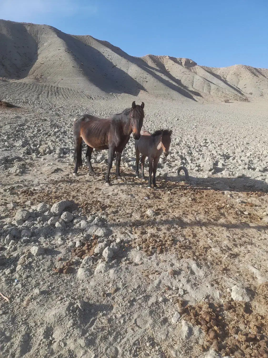 فروشی|اسب و تجهیزات اسب‌سواری|شیروان (خراسان), |دیوار