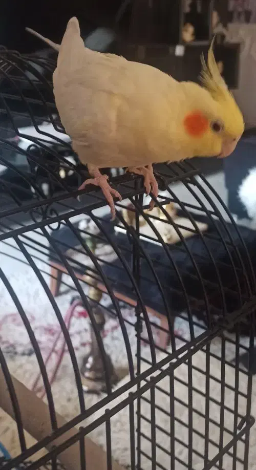 فروش عروس هلندی با قفس|پرنده|اصفهان, کوی شهید کشوری|دیوار