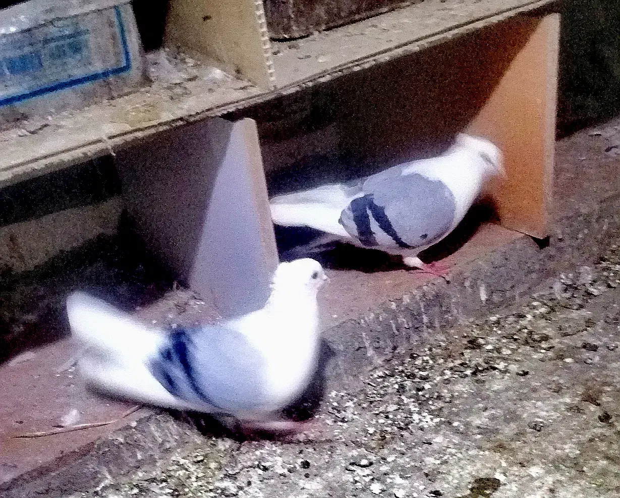 کبوتر|پرنده|سیلوانه, |دیوار