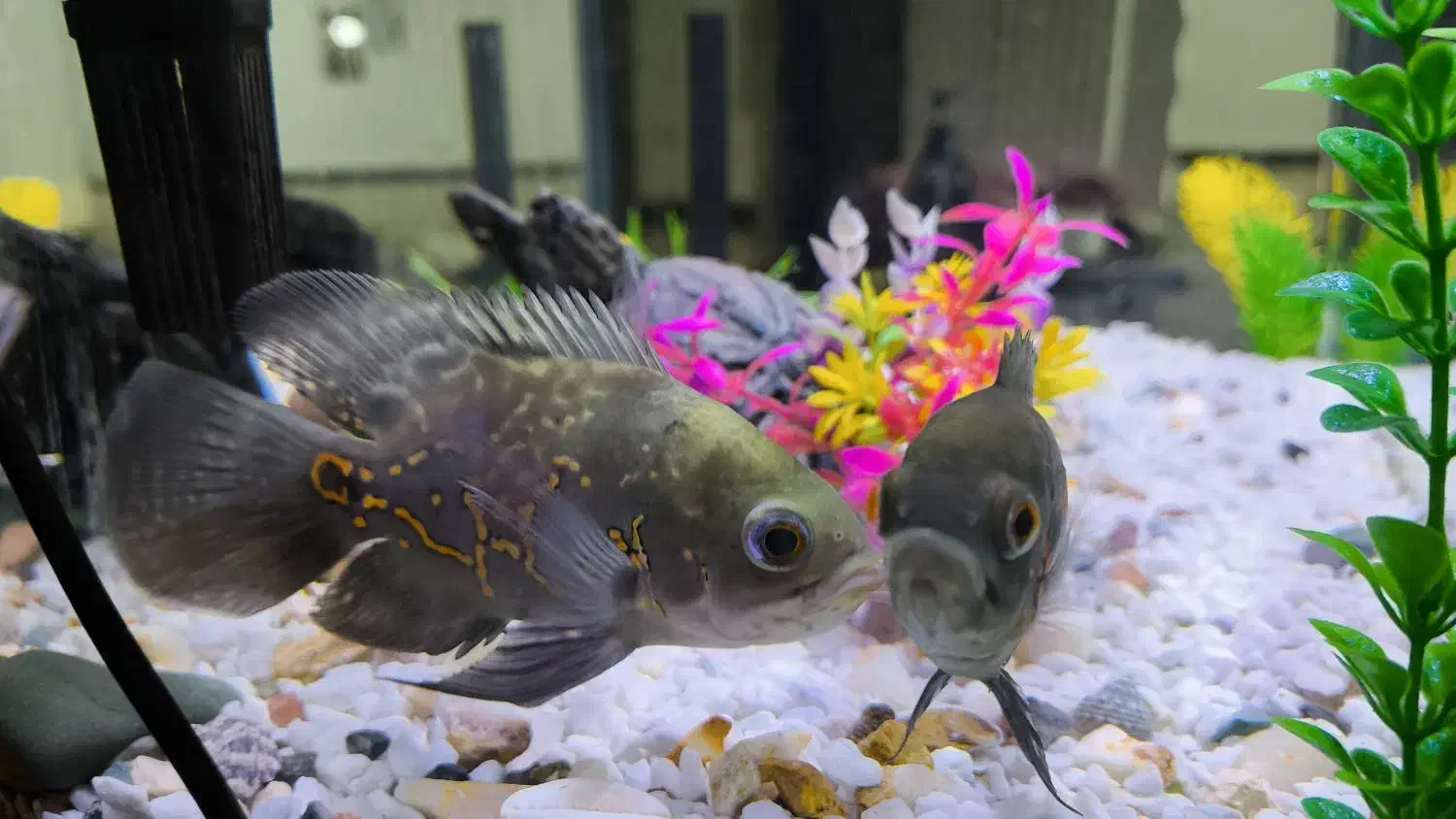 اکواریوم و ماهی|ماهی|یاسوج, |دیوار