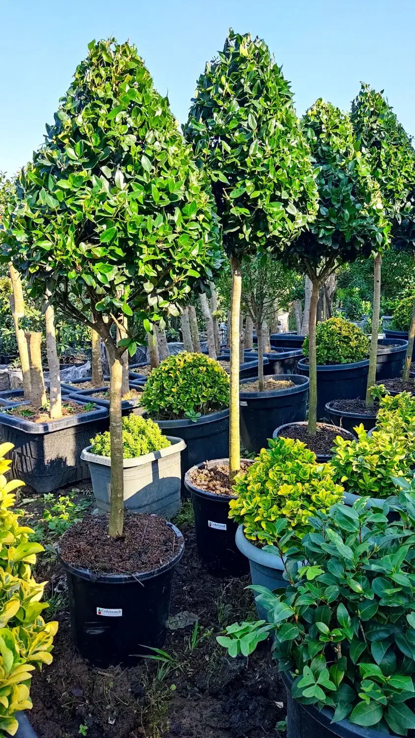 گل و گیاه لوکس|خدمات باغبانی و درختکاری|چابکسر, |دیوار