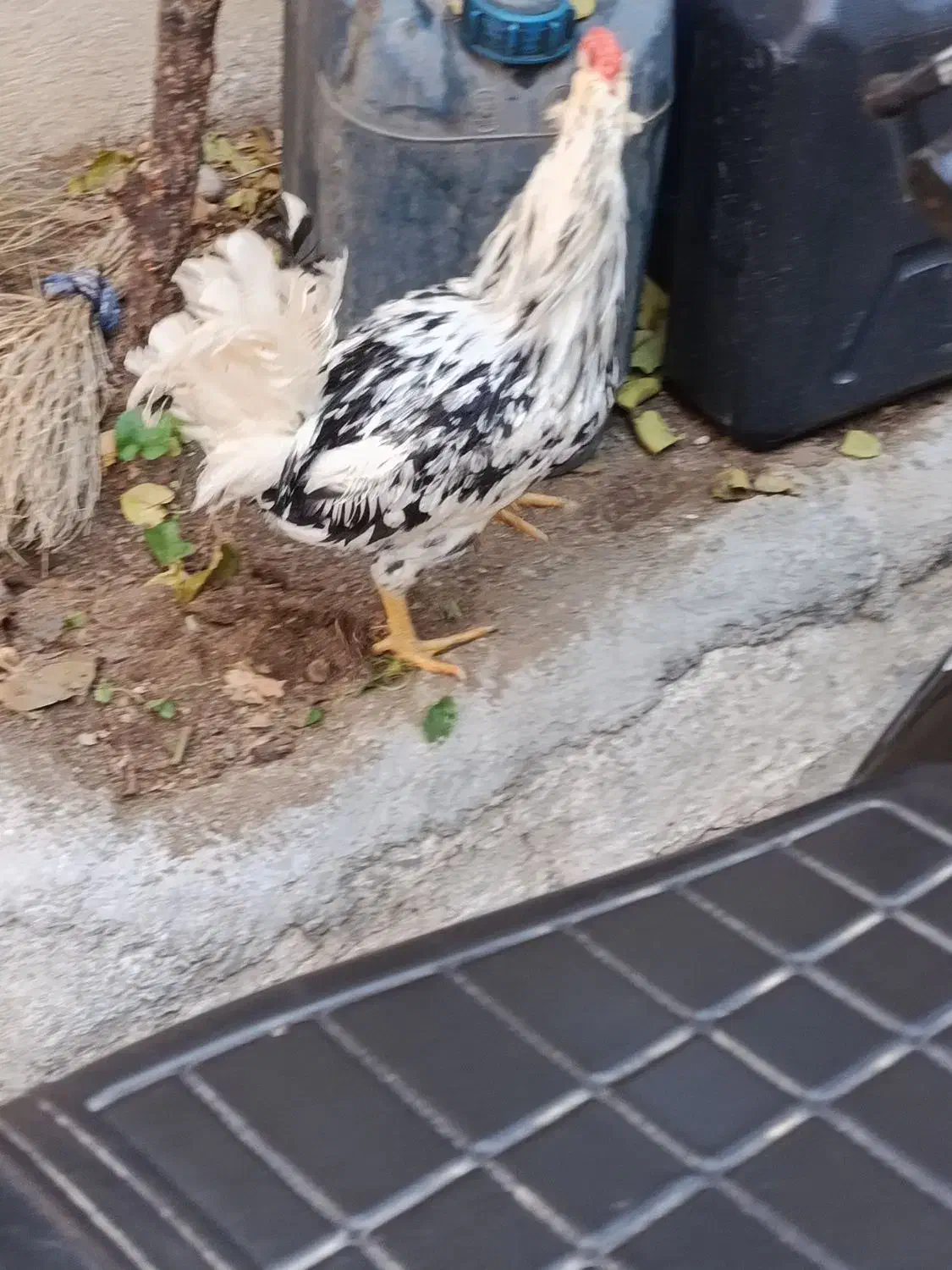 خروس گلین|حیوانات مزرعه|سنندج, |دیوار