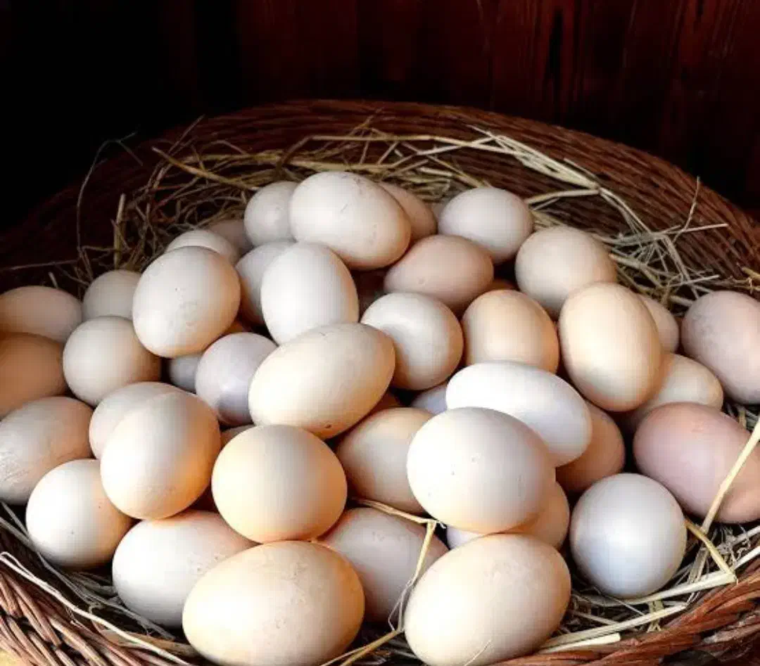 ۲۰۰ عدد تخم مرغابی|خوردنی و آشامیدنی|شیراز, گویم|دیوار
