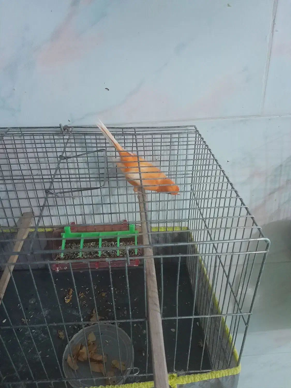 قناری رد فاکتور|پرنده|کرمان, |دیوار