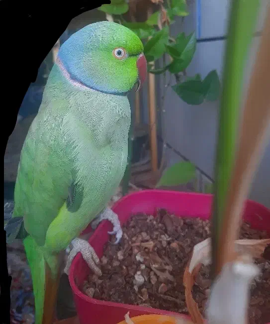 طوطی ملنگو رام سخنگو|پرنده|زرند, |دیوار