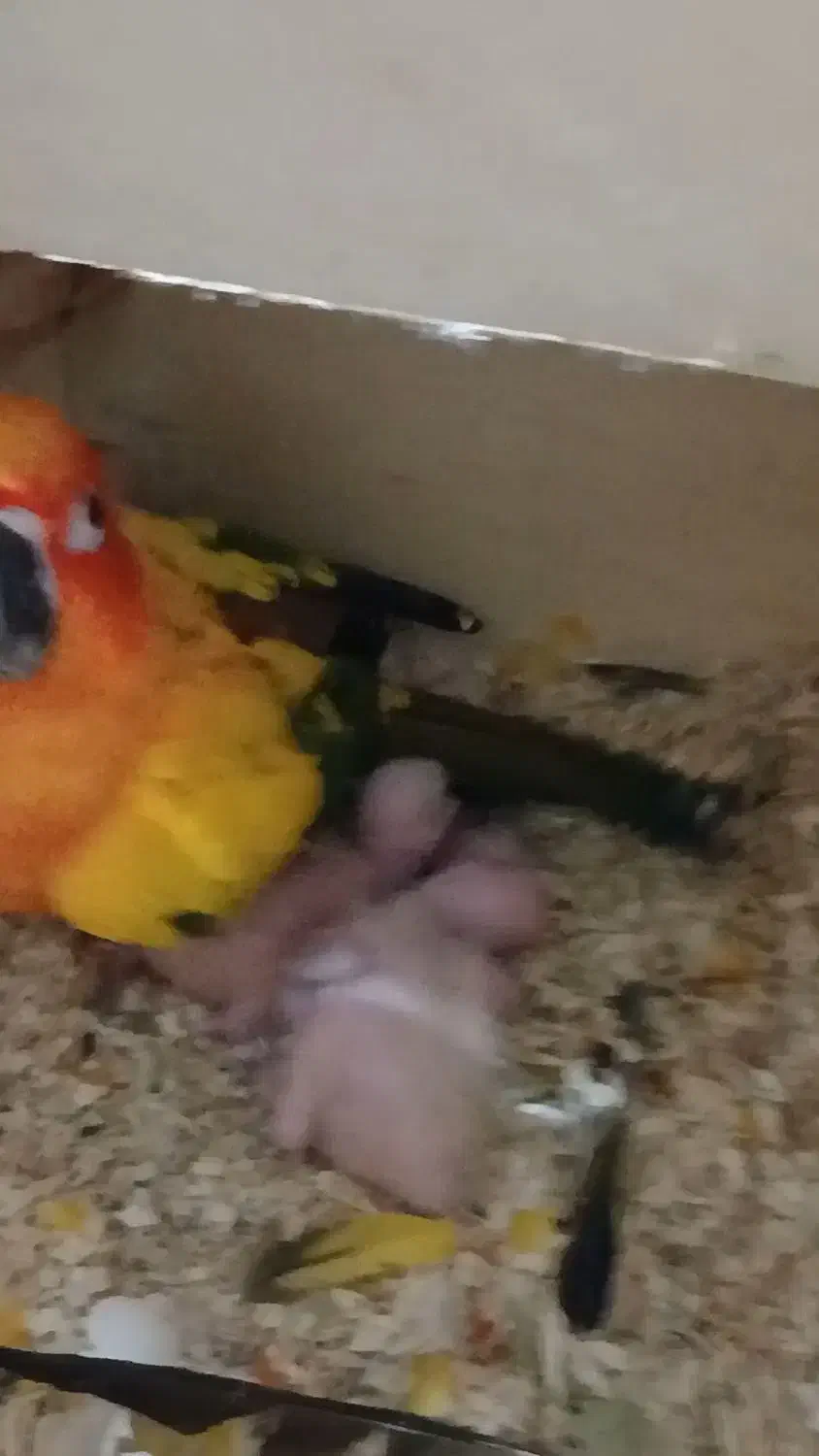 طوطی خورشیدی|پرنده|اهواز, کوی ملی راه|دیوار