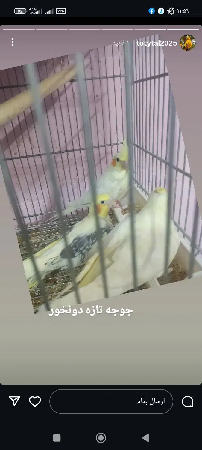 فقط طوطی سانان عروس ملنگو برزیلی کاسکو و...|پرنده|ملارد, |دیوار