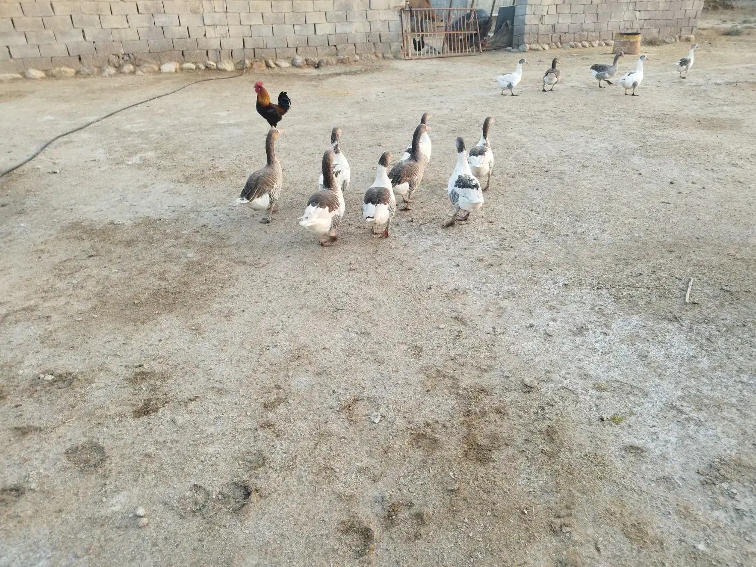 غاز|حیوانات مزرعه|دهلران, |دیوار