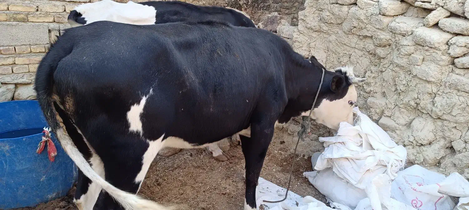 دو گاو شیری|حیوانات مزرعه|سراوان, |دیوار