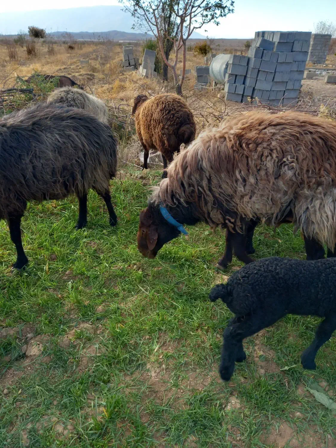 قوچ همو|حیوانات مزرعه|رونیز, |دیوار