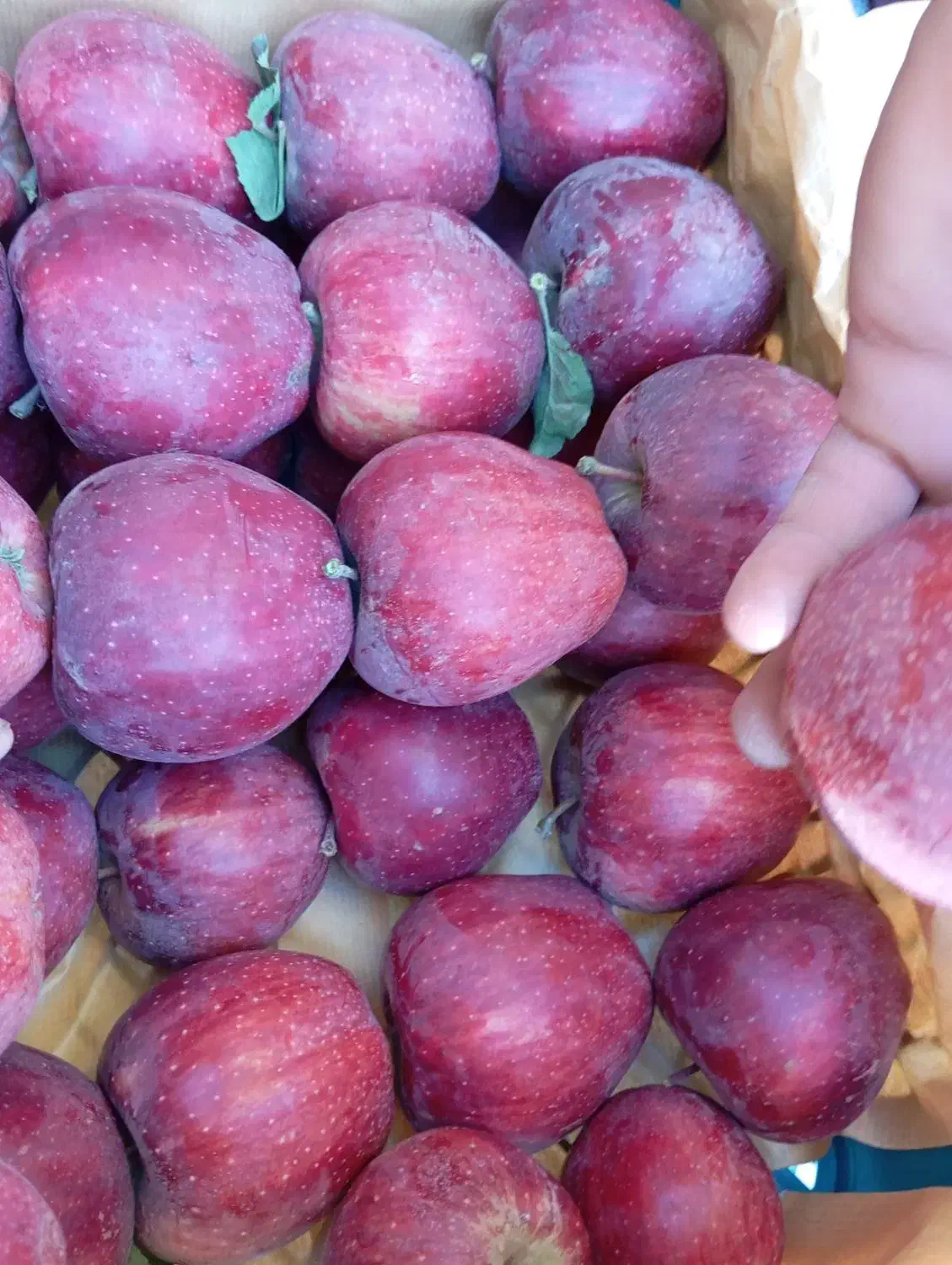 اجاره باغ سیب شما ب بالاترین قیمت|خدمات باغبانی و درختکاری|میانه, |دیوار