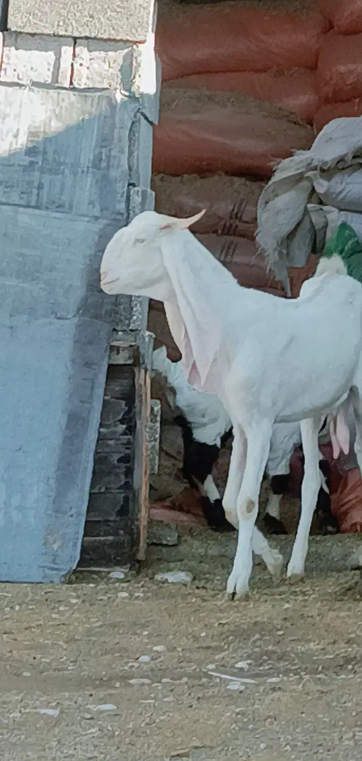 بز گلابی اصل|حیوانات مزرعه|داراب, |دیوار