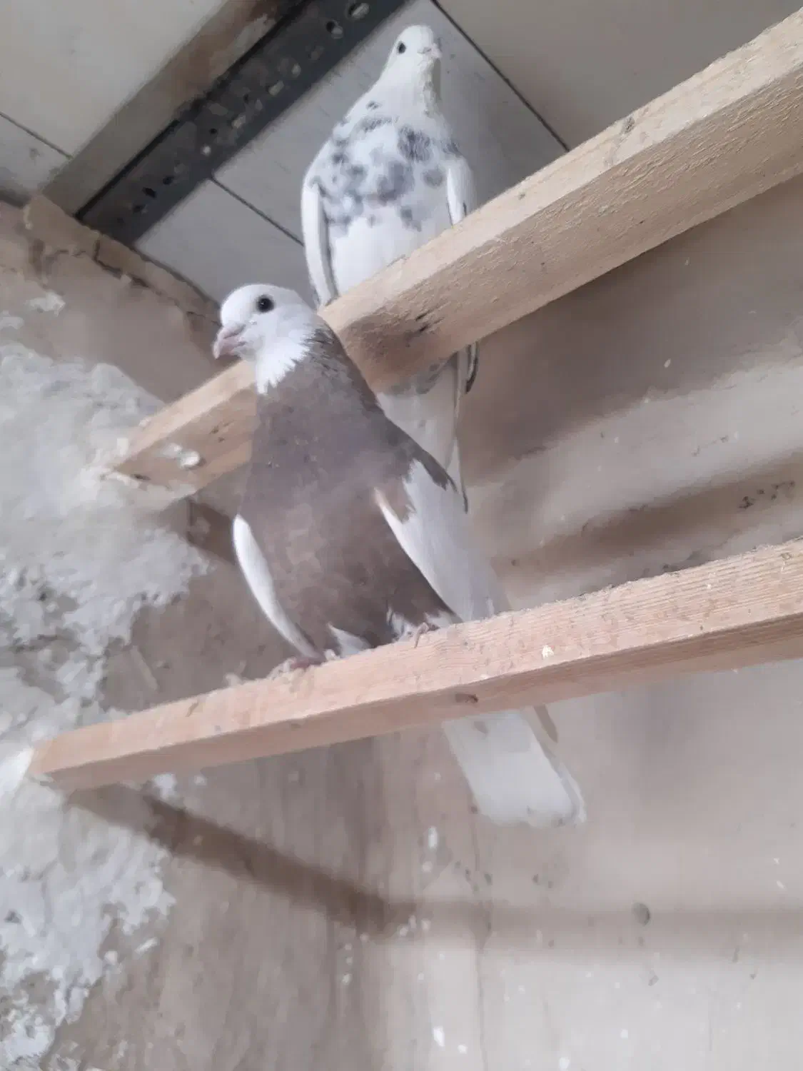 کبوتر|پرنده|تهران, شهر زیبا|دیوار