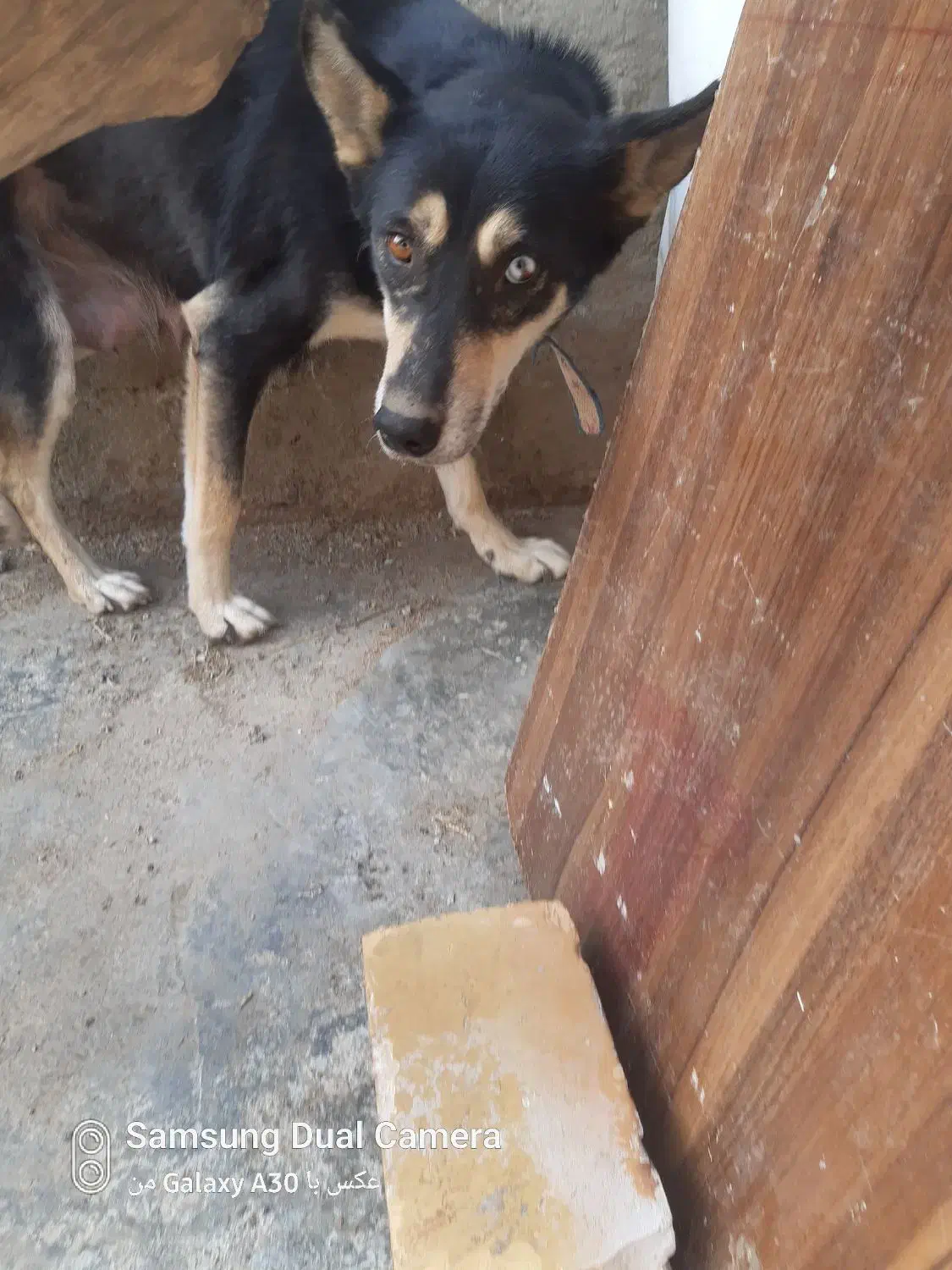 سگ دورگ هاسکی و گرگی|سگ|صادق آباد, |دیوار