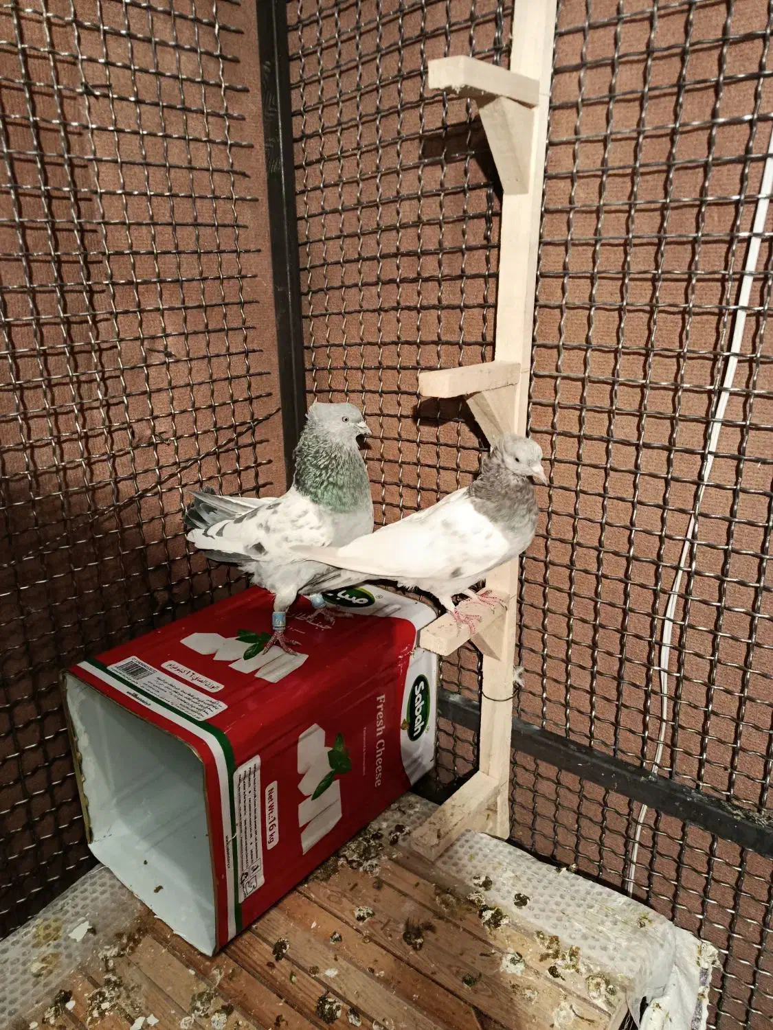 کفتر بزک سینه سوسنی جفتی|پرنده|شیراز, شیخ علی چوپان|دیوار