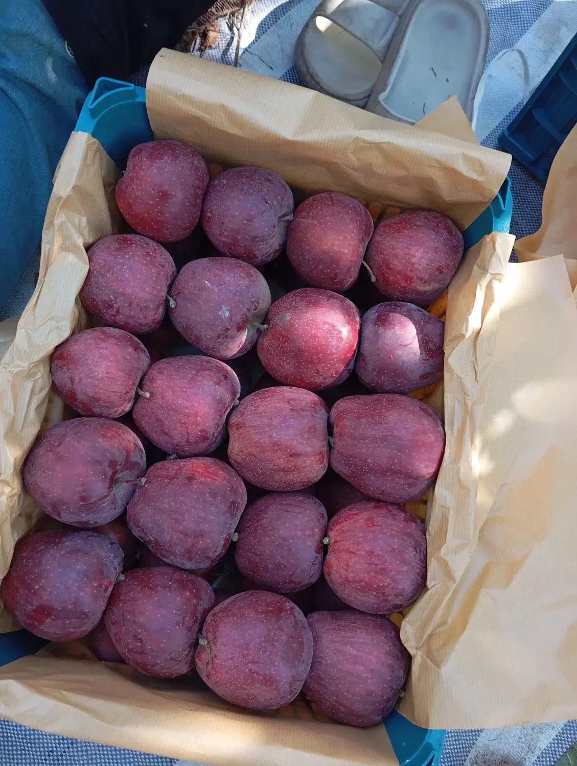 اجاره باغ سیب شما|خدمات باغبانی و درختکاری|اهر, |دیوار