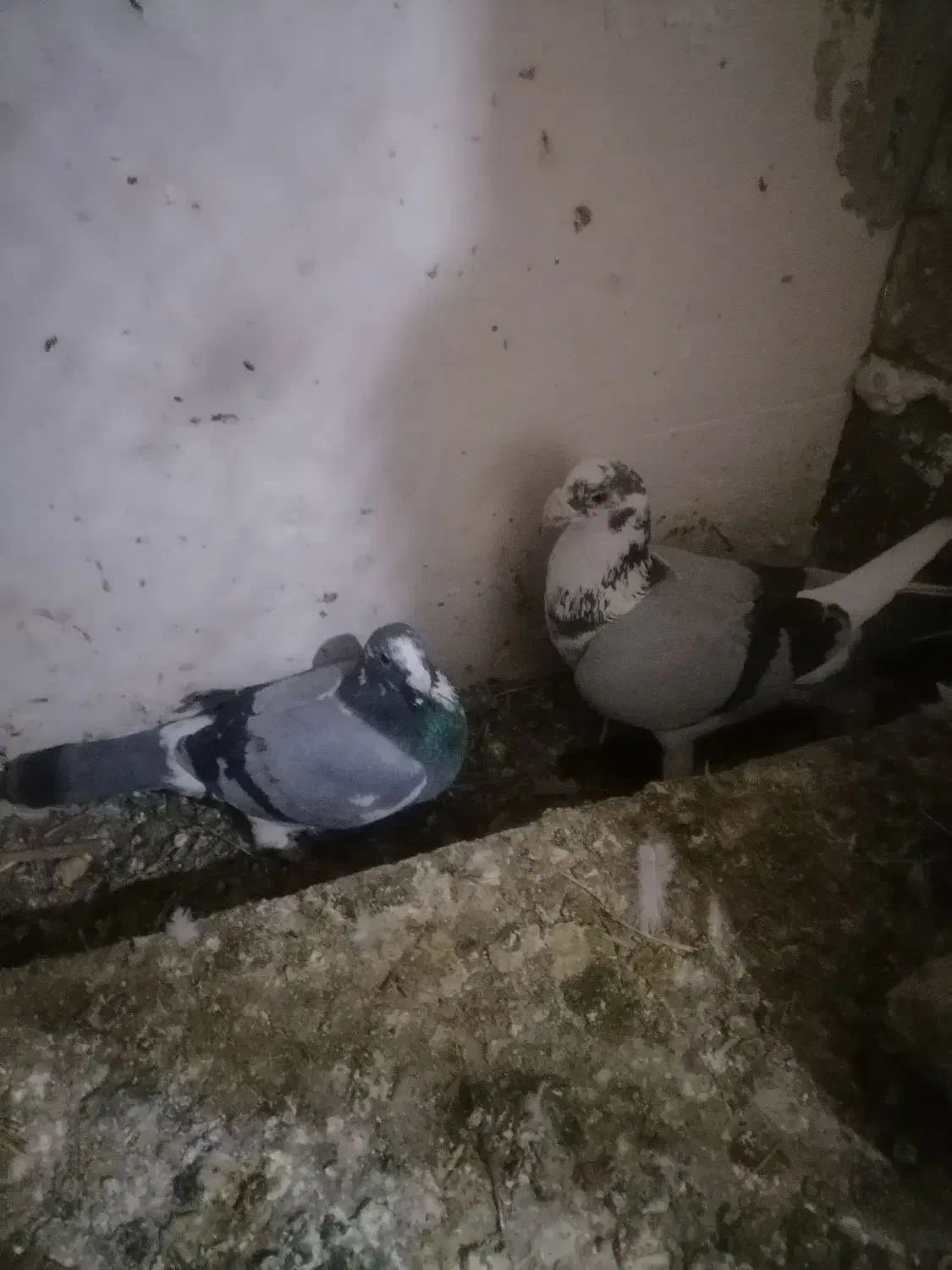 پرنده|حیوانات|چناران, |دیوار