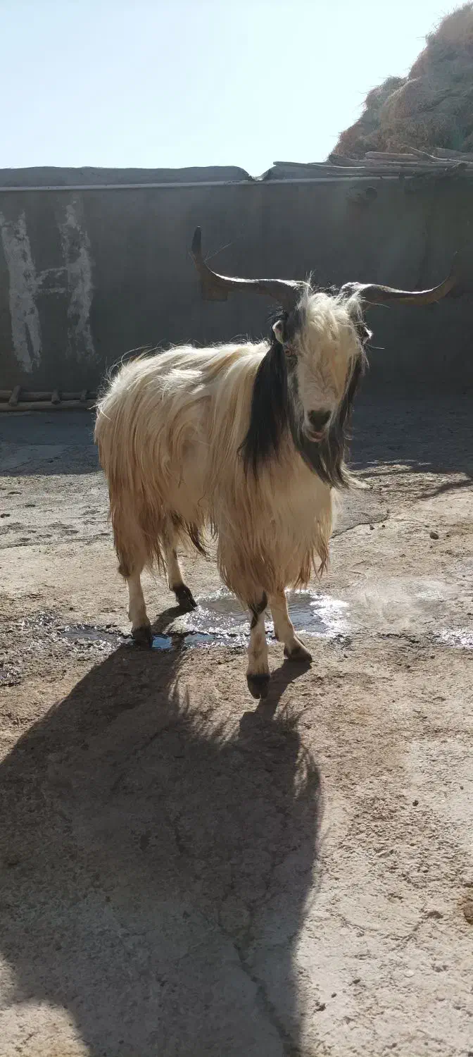 نر بز نژاد دوقلو زا|حیوانات مزرعه|قوچان, |دیوار